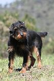 JAGDTERRIER ALLEMAND 021